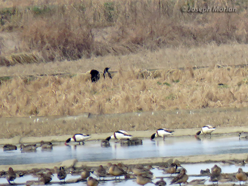 Common Shelduck (Tadorna tadorna) 