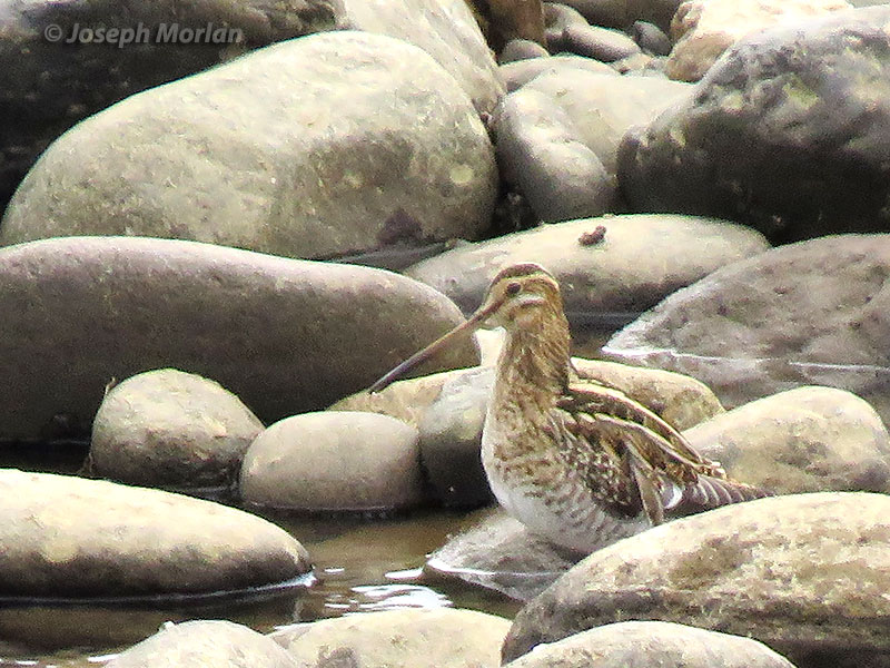 Common Snipe (Gallinago gallinago) 