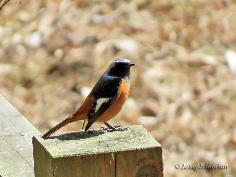 Daurian Redstart (Phoenicurus auroreus) 