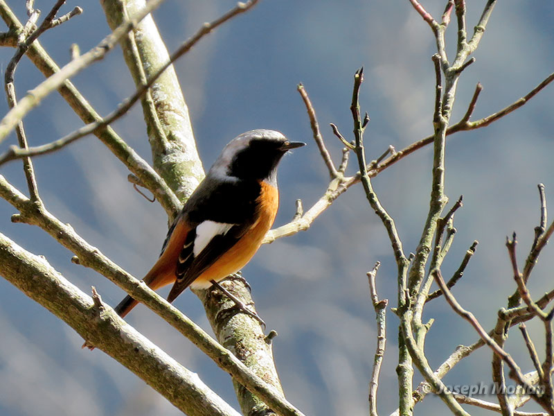Daurian Redstart (Phoenicurus auroreus) 