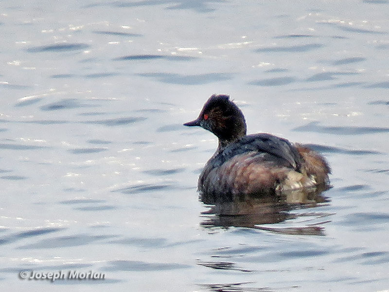 Eared Grebe (Podiceps nigricollis)