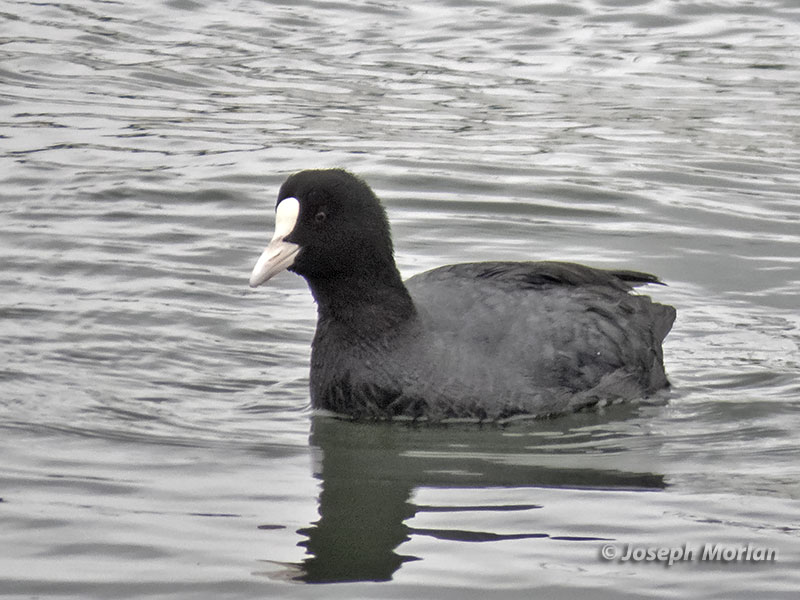 Eurasian Coot (Fulica atra)