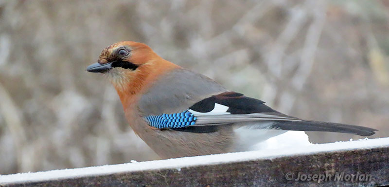 Eurasian Jay (Garrulus glandarius brandtii)