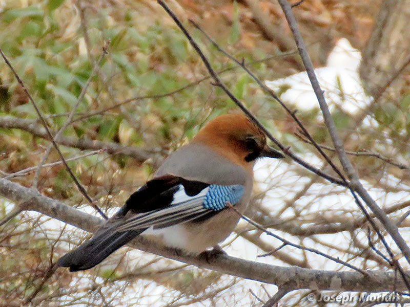 Eurasian Jay (Garrulus glandarius brandtii)
