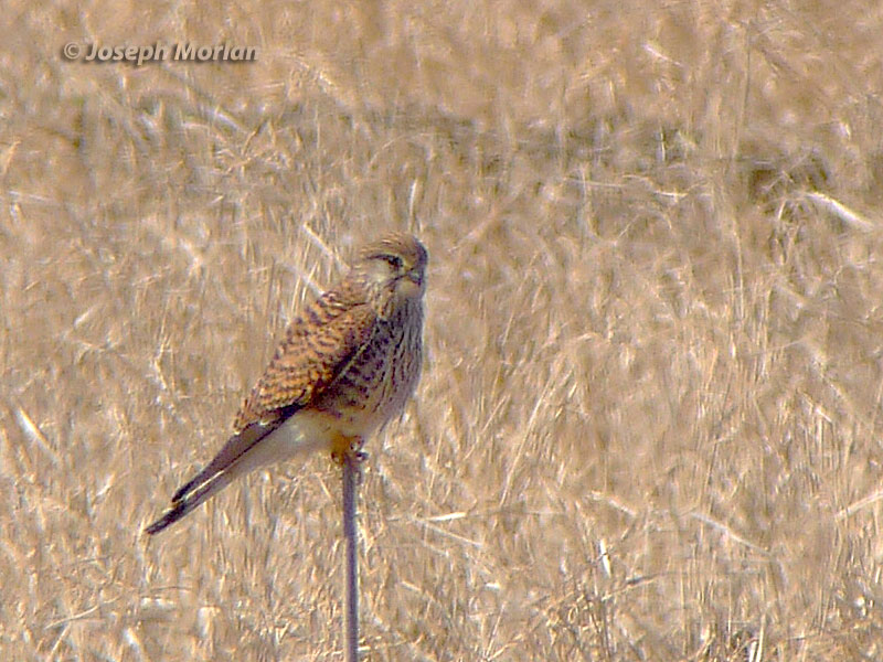 Eurasian Kestrel (Falco tinnunculus) 