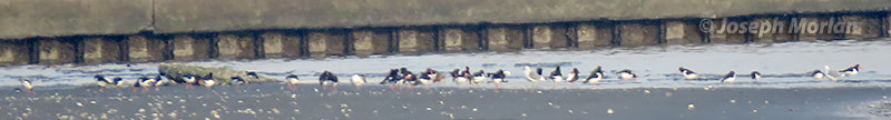 Eurasian Oystercatcher (Haematopus ostralegus) 