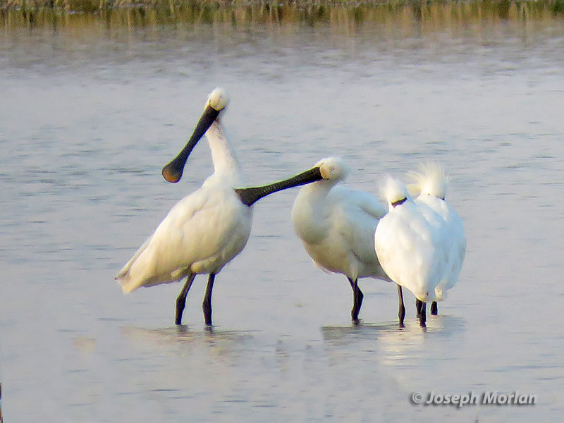 Eurasian Spoonbill (Platalea leucorodia)