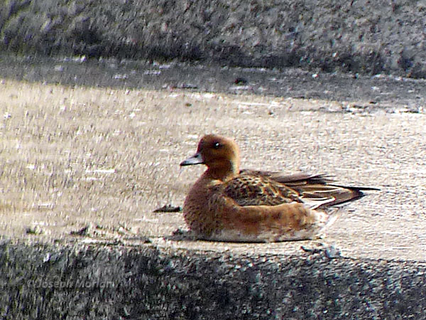 Eurasian Wigeon (Mareca penelope) 
