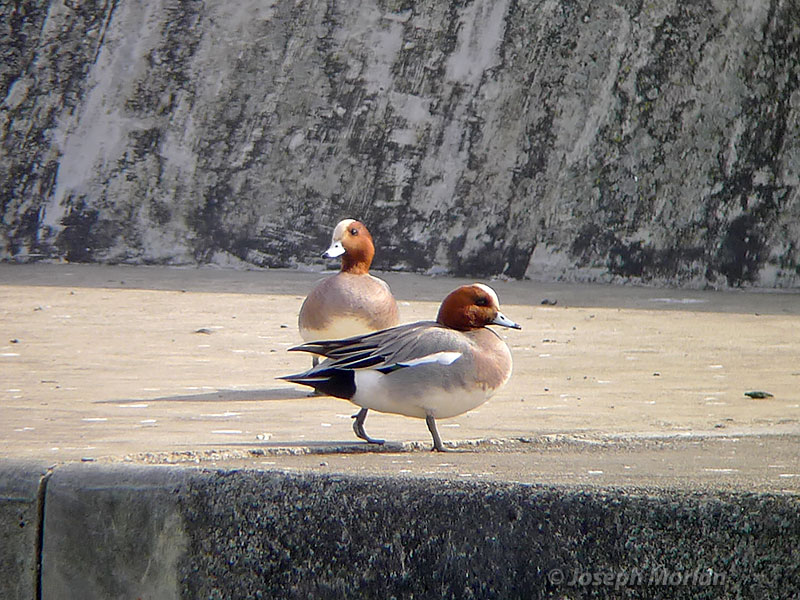Eurasian Wigeon (Mareca penelope) 
