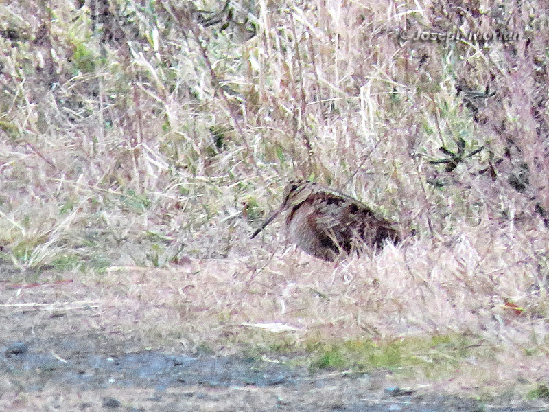 Eurasian Woodcock (Scolopax rusticola)