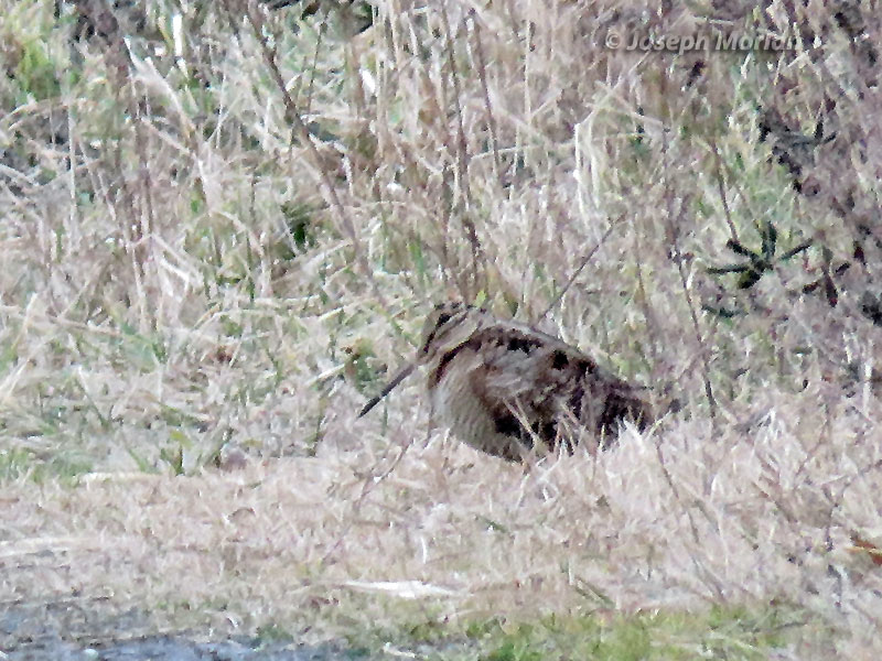 Eurasian Woodcock (Scolopax rusticola)