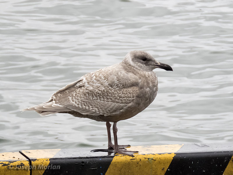 Glaucous-winged Gull (Larus glaucescens)
