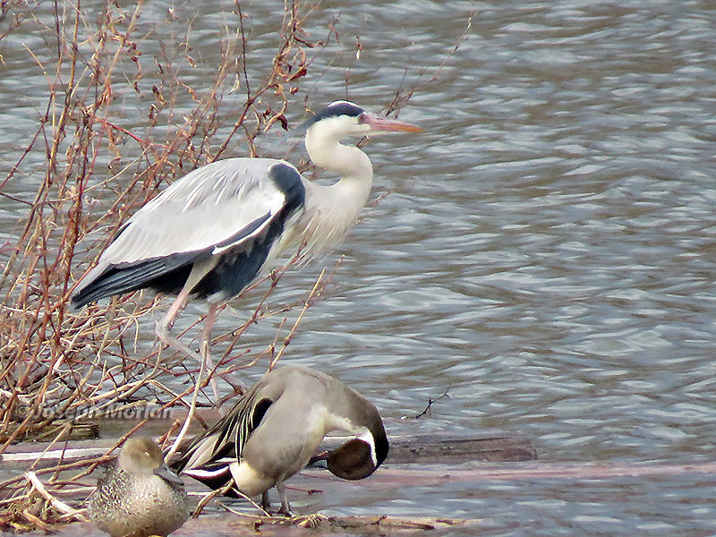 Gray Heron (Ardea cinerea jouyi)