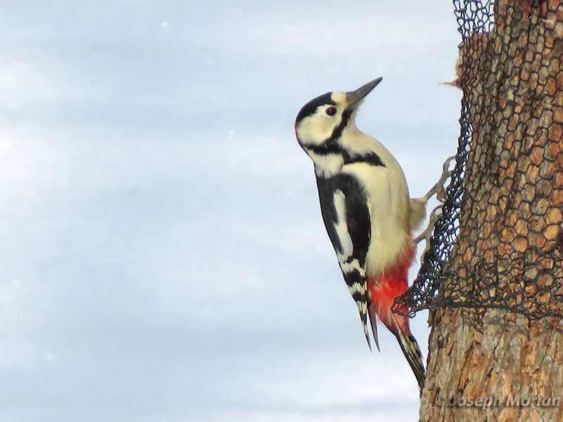 Great Spotted Woodpecker (Dendrocopos major japonicus) 