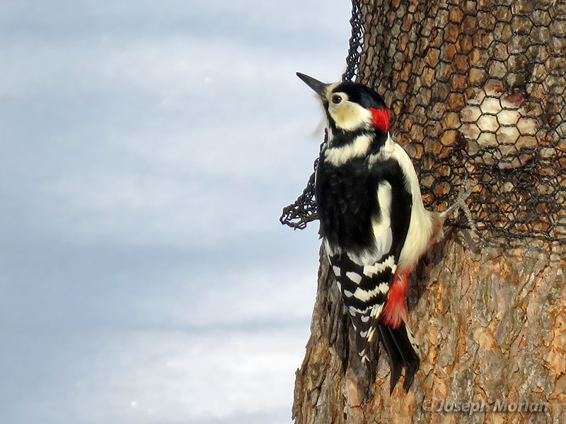 Great Spotted Woodpecker (Dendrocopos major japonicus) 