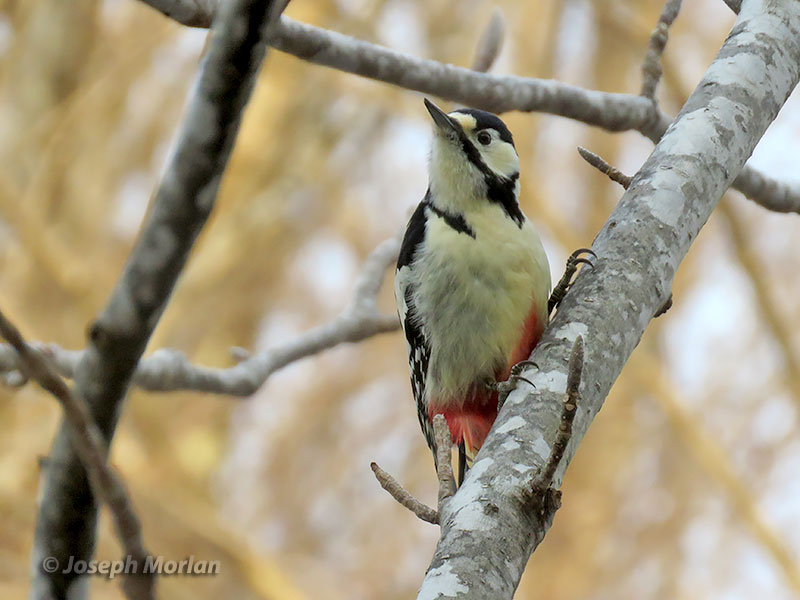 Great Spotted Woodpecker (Dendrocopos major japonicus) 