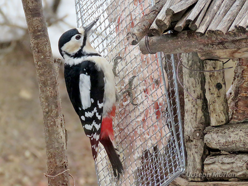 Great Spotted Woodpecker (Dendrocopos major japonicus) 