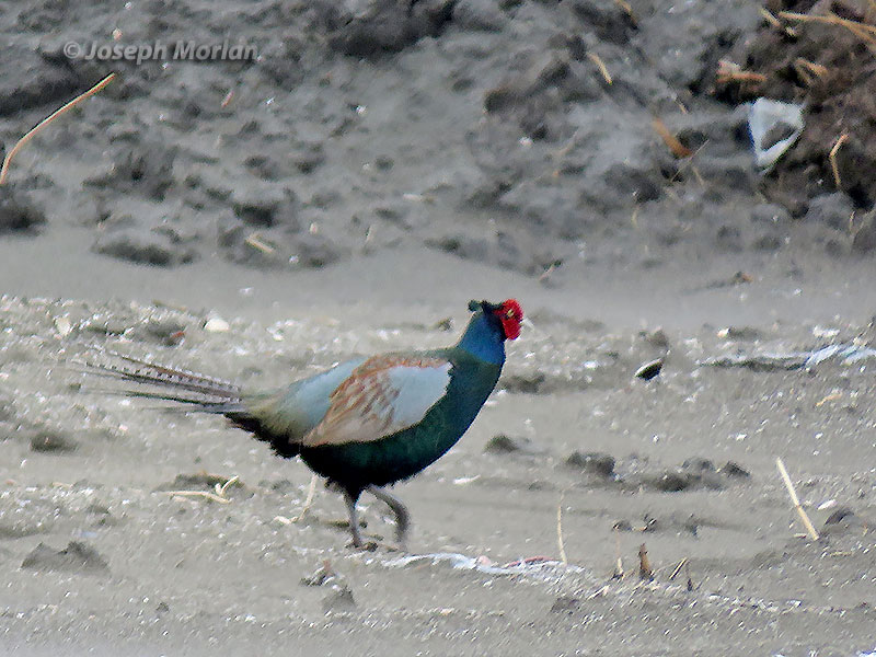 Ring-necked Pheasant(Phasianus colchicus versicolor)
