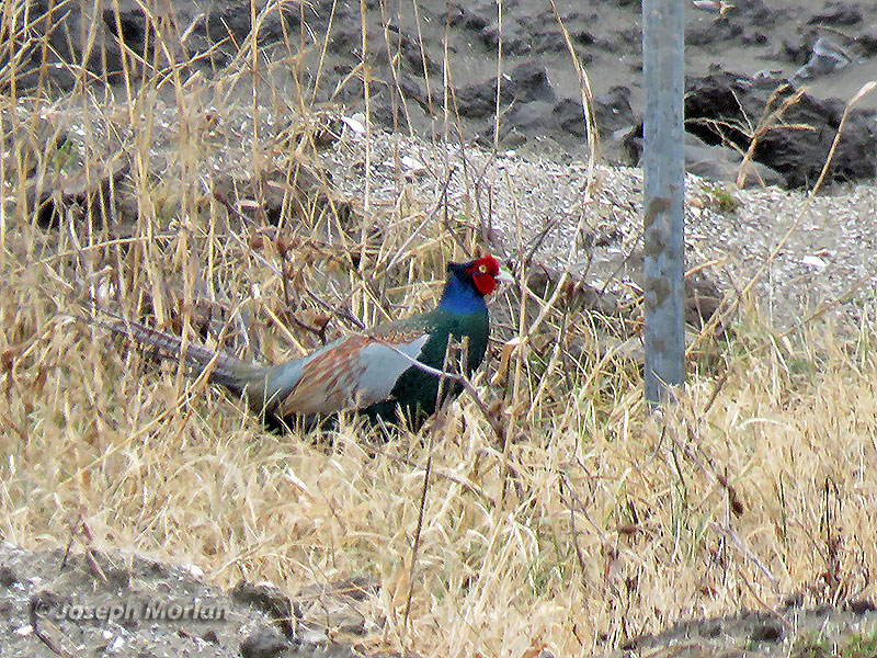 Ring-necked Pheasant(Phasianus colchicus versicolor)