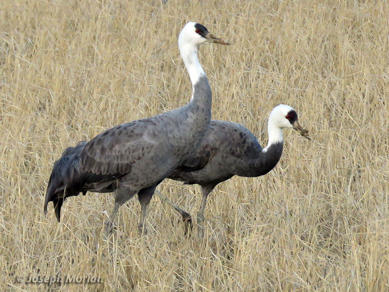 Hooded Crane (Grus monacha) 