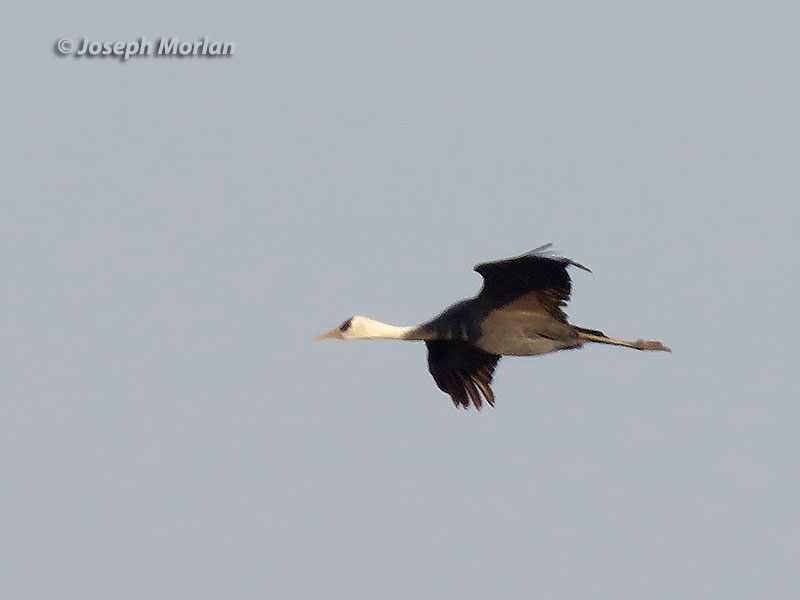 Hooded Crane (Grus monacha)