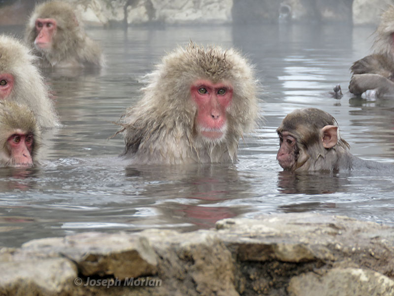 Japanese Macaque (Macaca fuscata)