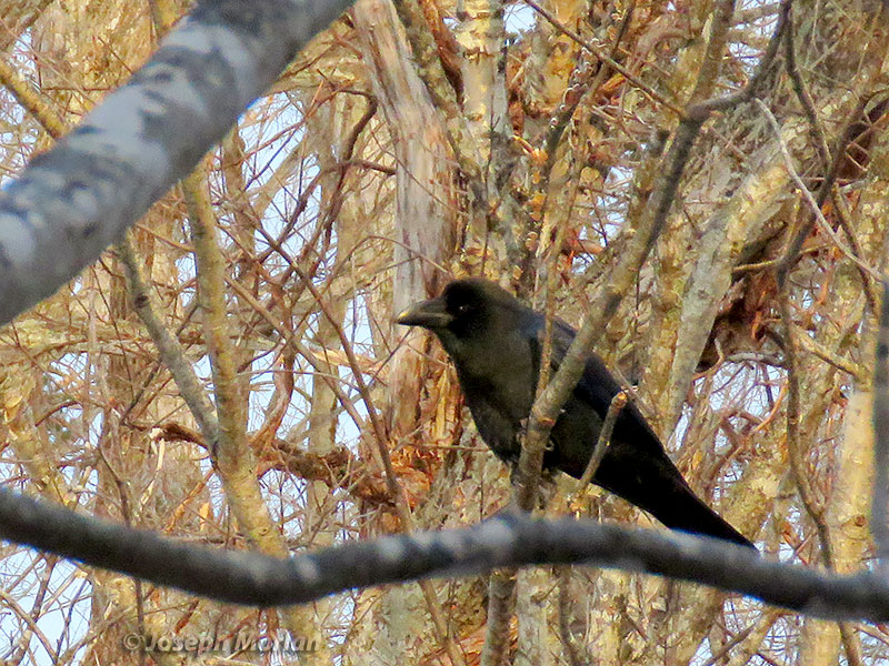 Large-billed Crow (Corvus macrorhynchos) 