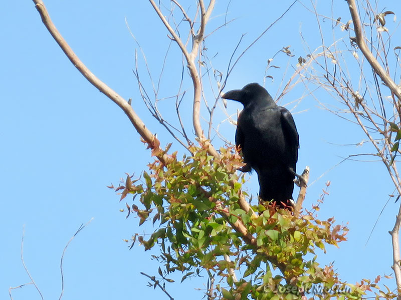 Large-billed Crow (Corvus macrorhynchos) 