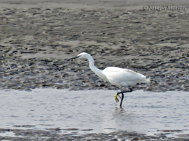 Little Egret (Egretta garzetta garzetta) 
