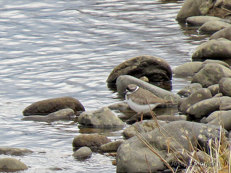Long-billed Plover (Charadrius placidus) 