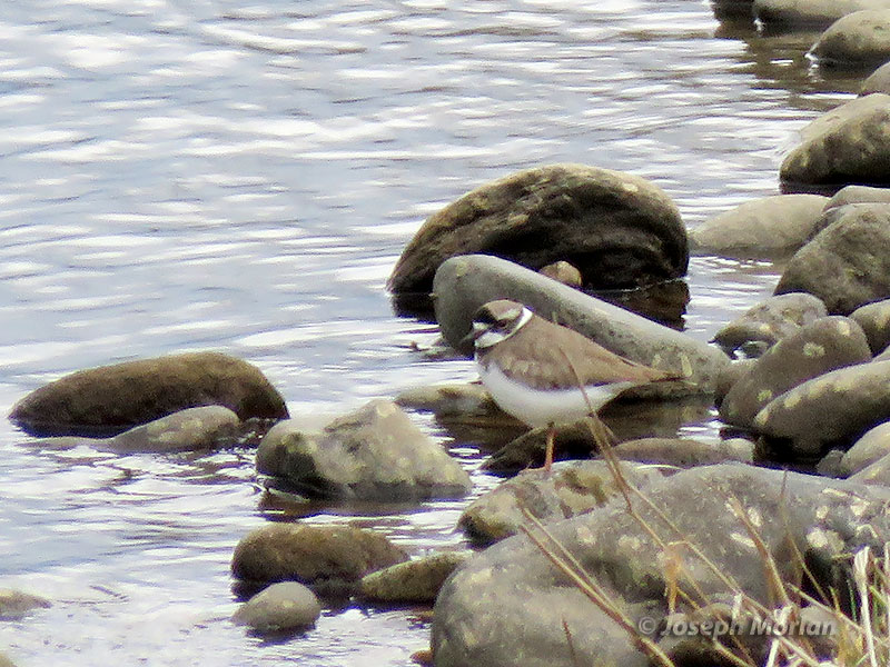 Long-billed Plover (Charadrius placidus) 