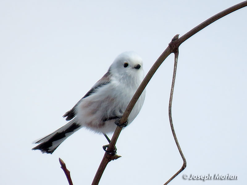 Long-tailed Tit (Aegithalos caudatus caudatus) 