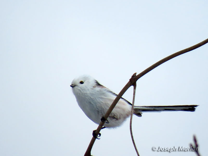 Long-tailed Tit (Aegithalos caudatus caudatus) 