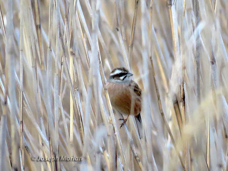 Meadow Bunting (Emberiza cioides) 