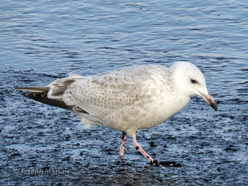 Herring Gull (Larus argentatus mongolicus) 