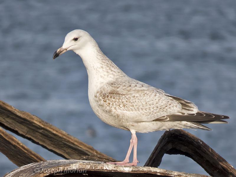 Herring Gull (Larus argentatus mongolicus) 