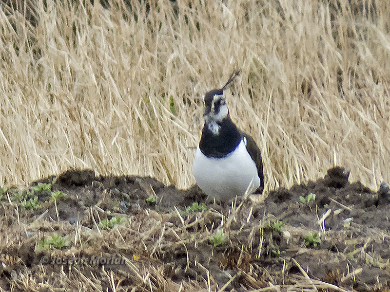 Northern Lapwing (Vanellus vanellus)