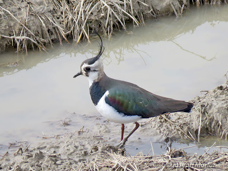 Northern Lapwing (Vanellus vanellus)