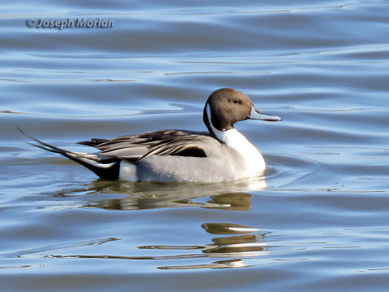 Northern Pintail (Anas acuta)