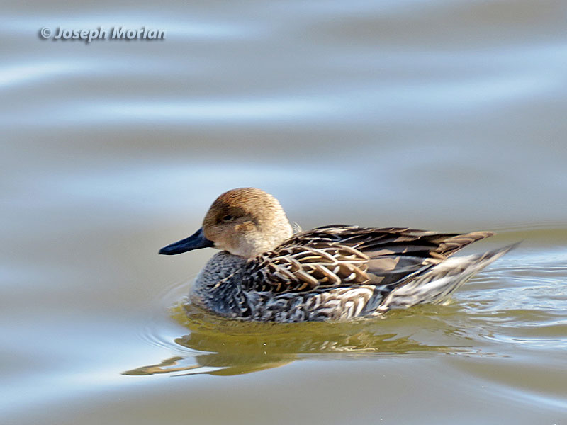 Northern Pintail (Anas acuta)