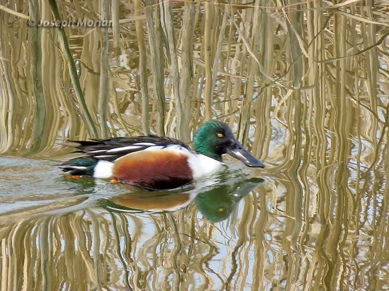 Northern Shoveler (Spatula clypeata)