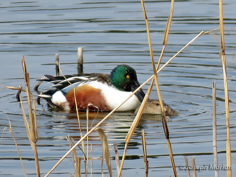 Northern Shoveler (Spatula clypeata)