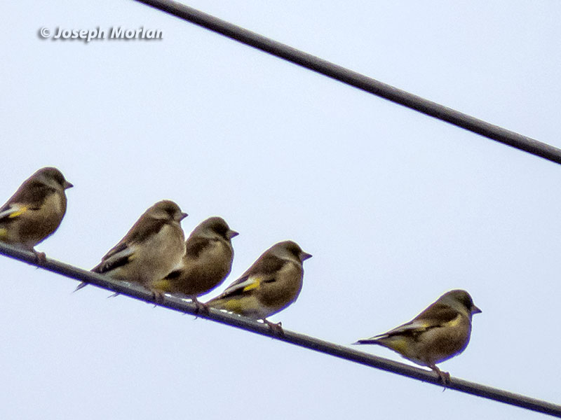 Oriental Greenfinch (Chloris sinica)