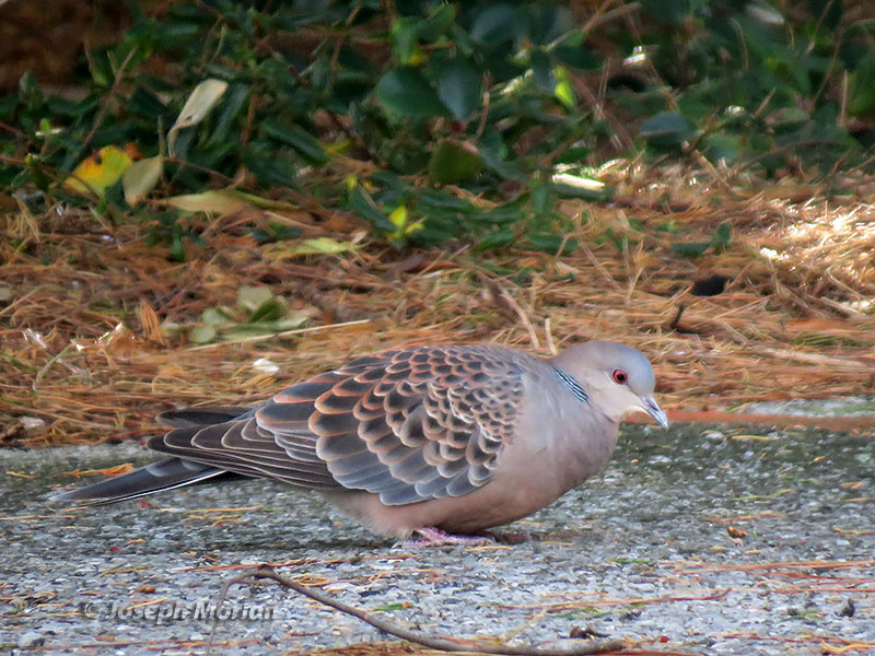 Oriental Turtle-Dove (Streptopelia orientalis) 