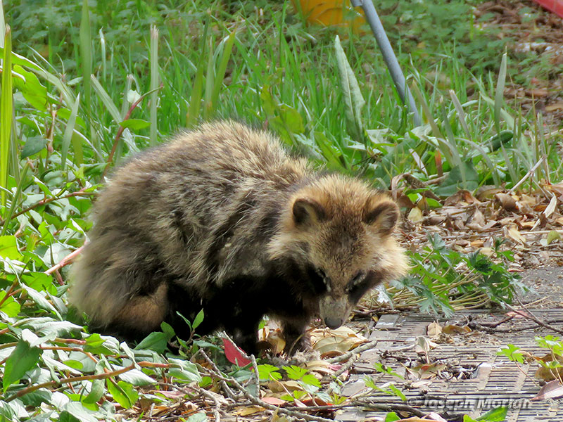 Raccoon Dog (Nyctereutes procynoides) 