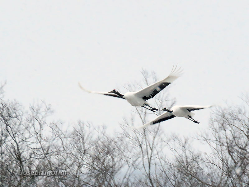 Red-crowned Crane (Grus japonensis) 