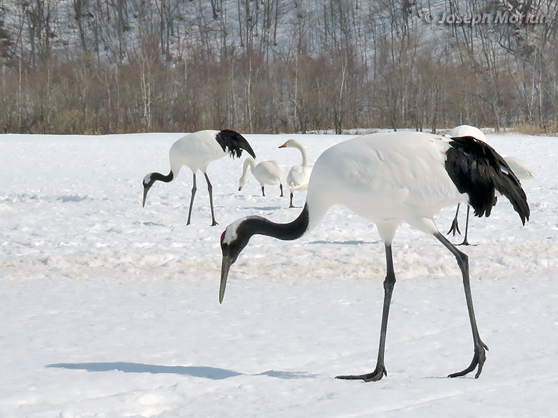 Red-crowned Crane (Grus japonensis) 