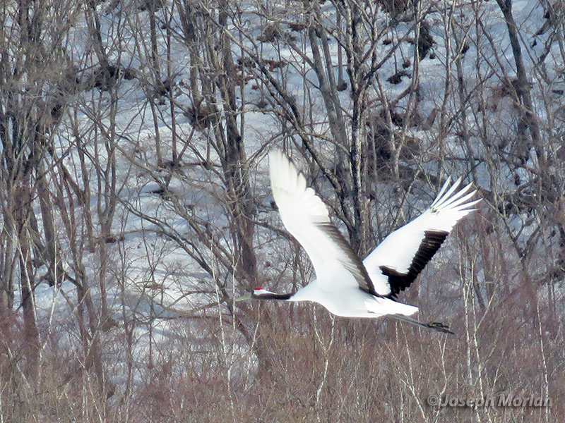 Red-crowned Crane (Grus japonensis) 