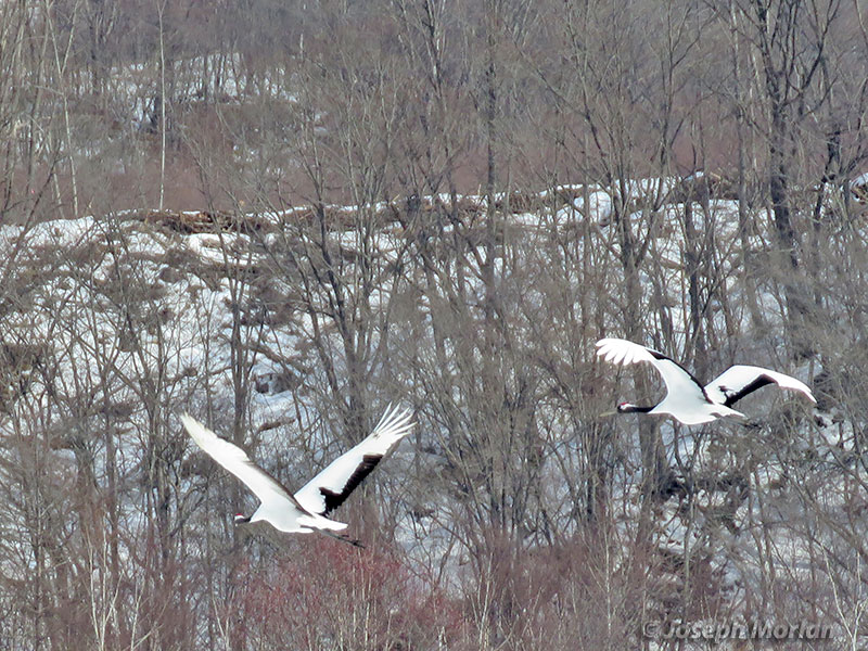 Red-crowned Crane (Grus japonensis) 