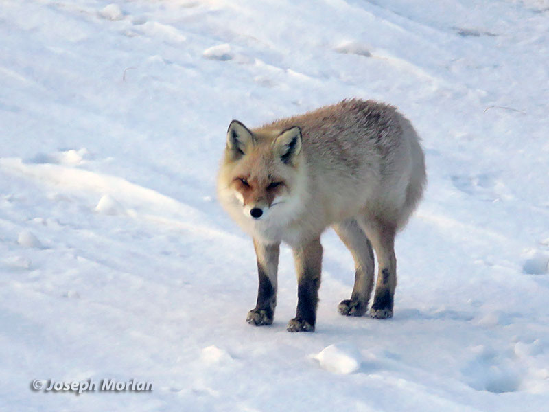 Red Fox (Vulpes vulpes schrencki) 